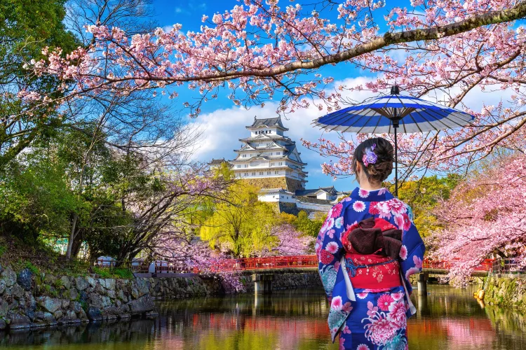 Woman wearing Japanese traditional kimono looking cherry blossoms castle Himeji Japan