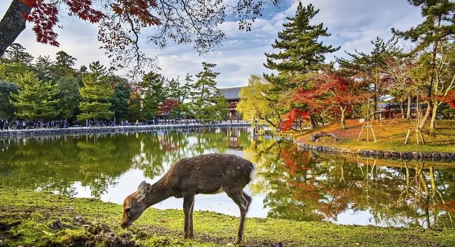 deer in nara park in Nara, Japan